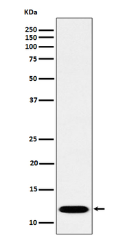 PCBD1 Rabbit Monoclonal Antibody