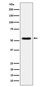 TOE1 Rabbit Monoclonal Antibody