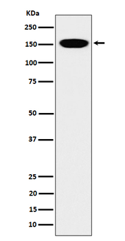 CNAP1 Rabbit Monoclonal Antibody