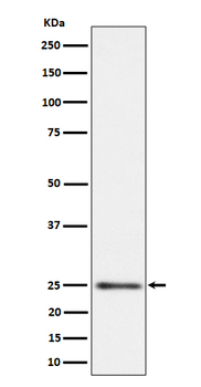 MRPS15 Rabbit Monoclonal Antibody