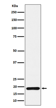 ERp19 Rabbit mAb Antibody