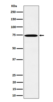 TAF15 Rabbit Monoclonal Antibody