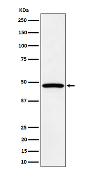 PTPN1/2 Rabbit mAb Antibody