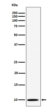 NOP10 Rabbit mAb Antibody