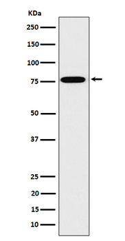 DPP3 Rabbit Monoclonal Antibody