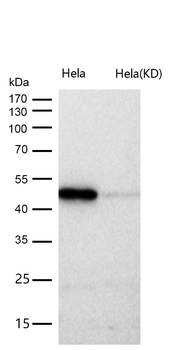 HEAB Rabbit mAb [KD Validated] Antibody