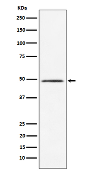 HEAB Rabbit mAb [KD Validated] Antibody