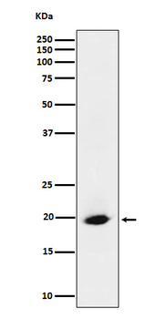 SRP19 Rabbit Monoclonal Antibody
