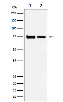 CPSF73 Rabbit mAb Antibody