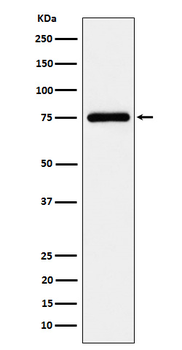 TUG Rabbit Monoclonal Antibody