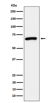 USP39 Rabbit mAb