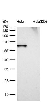 COASY Rabbit mAb [KD Validated] Antibody