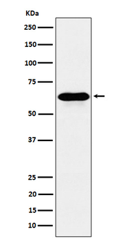 COASY Rabbit mAb [KD Validated]
