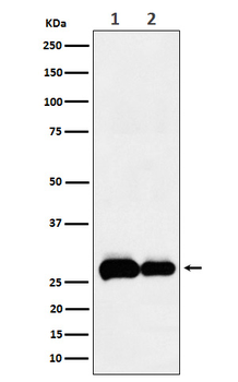 PHD3 Rabbit Monoclonal Antibody