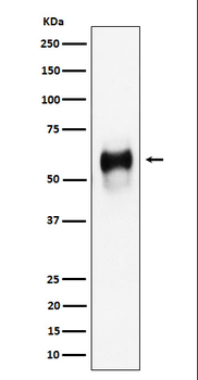 CD58 Rabbit mAb [KD Validated]