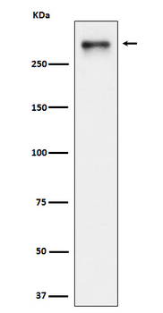 USP24 Rabbit mAb Antibody