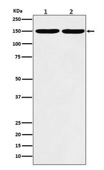 Collagen III Rabbit mAb