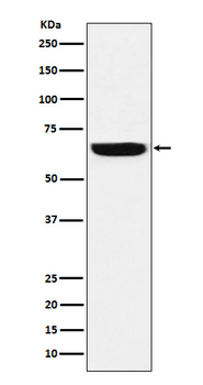GBP1 Rabbit mAb Antibody