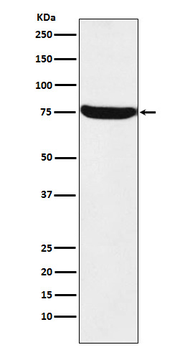 HTF9C Rabbit Monoclonal Antibody