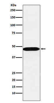 AHCY Rabbit Monoclonal Antibody