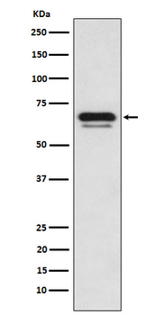 p66 alpha Rabbit mAb