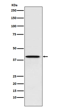 PCBP1 Rabbit mAb Antibody