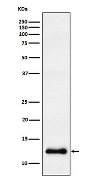 CCL23 Rabbit Monoclonal Antibody