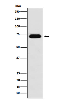 NUP62 Rabbit Monoclonal Antibody