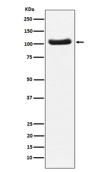 PDE2A Rabbit Monoclonal Antibody
