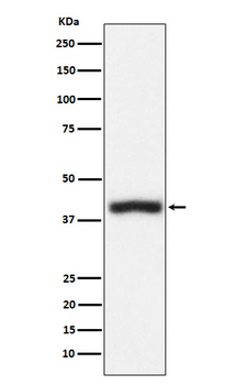 CD1c Rabbit mAb Antibody