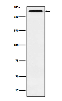 Smg1 Rabbit mAb Antibody
