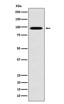 RanBP9 Rabbit mAb [KD Validated] Antibody