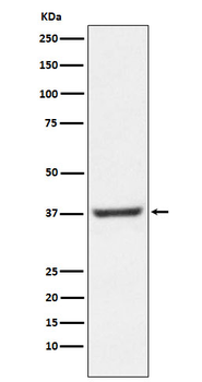 NFYA Rabbit mAb Antibody