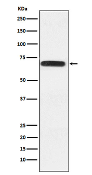 RGAP1 Rabbit mAb Antibody