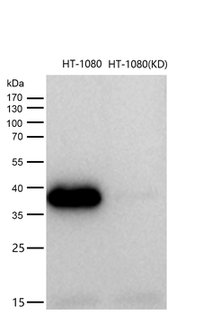 Arg2 Rabbit mAb [KD Validated] Antibody