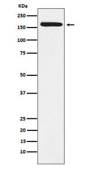 BAT3 Rabbit mAb Antibody