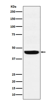 WDR4 Rabbit mAb Antibody
