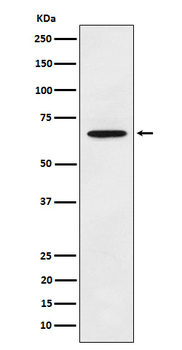 ECM1 Rabbit mAb Antibody