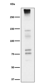 Neurocan Rabbit mAb Antibody