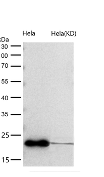ARF5 Rabbit mAb [KD Validated] Antibody
