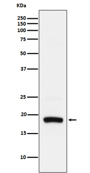 ARF5 Rabbit mAb [KD Validated] Antibody