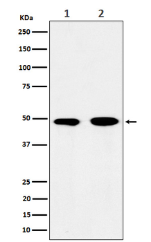eIF3e Rabbit Monoclonal Antibody