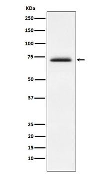 FXR1 Rabbit Monoclonal Antibody
