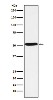 5HT7 Receptor Rabbit Monoclonal Antibody