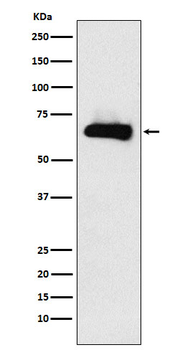 CRMP4 Rabbit mAb Antibody