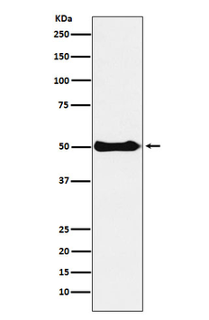 CSK Rabbit mAb [KD Validated]