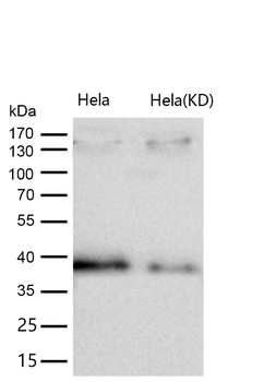 CRKII Rabbit mAb [KD Validated] Antibody