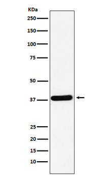 CRKII Rabbit mAb [KD Validated] Antibody