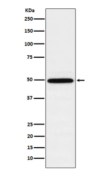 TIP49A Rabbit Monoclonal Antibody