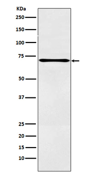 LOX12 Rabbit Monoclonal Antibody